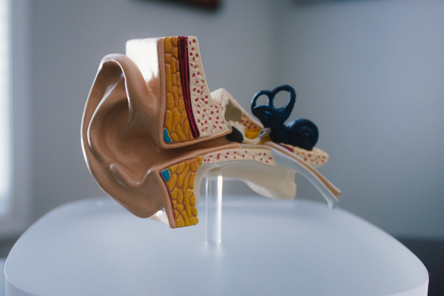 Model of a ear that shows a detailed image of the inner and outer ear